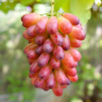 20マニキュアフィンガー-150x150.jpg