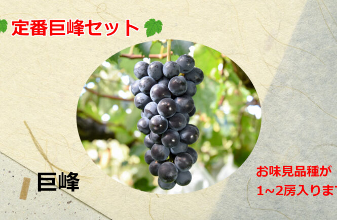 定番巨峰セット