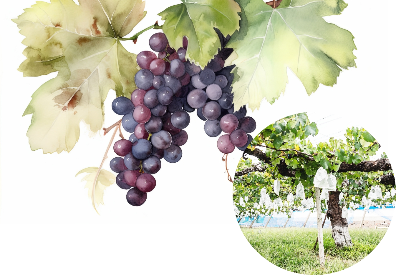 秀果園は70年の巨峰栽培の歴史